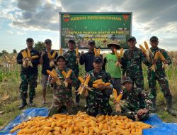 Satgas Yonif 131/Brajasakti Panen Jagung Bersama Warga, Dukung Ketahanan Pangan di Perbatasan Papua