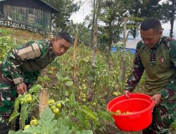 Dukung Ketahanan Pangan, Satgas Yonif 521/DY Manfaatkan Lahan Kosong di Sekitaran Pos