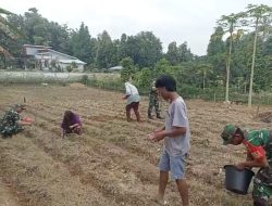 Babinsa Turun ke Lahan, Bantu Petani Tanam Jagung