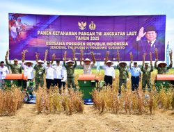 Komitmen Perkuat Ketahanan Pangan Nasional, TNI AL Panen Komoditas Kedelai Varietas Unggulan di Lampung