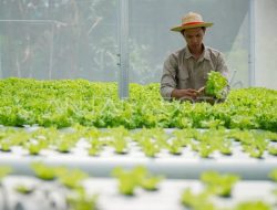 Mentan: 27 Ribu Anak Muda Jadi Petani dengan Penghasilan hingga Rp20 Juta per Bulan
