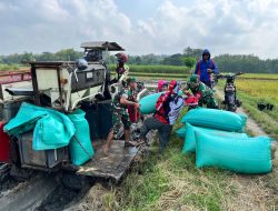 Babinsa Bantu Petani Panen Padi, Bukti Kepedulian Terhadap Ketahanan Pangan