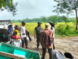 Babinsa dan PPL Nogosari Dampingi Petani Panen Padi