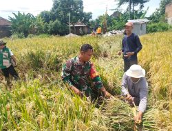 Pastikan Data Produksi Akurat, Babinsa Dampingi Ubinan Padi