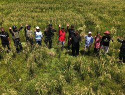 Dukung Ketahanan Pangan, Satgas Pamtas Kewilayahan RI-PNG Yonif 410/Alugoro Panen Raya Padi Bersama Masyarakat