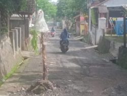 Warga Tanam Pohon Pisang di Aspal, Kabid Bina Marga Yakinkan Segera Ada Perbaikan