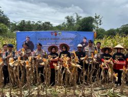 Sat Brimob Polda Jabar dan Kelompok Tani Duha Gelar Panen Raya Jagung di Tasikmalaya Dalam Program Ketahanan Pangan