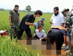 Mayat Pria Tanpa Identitas Ditemukan di Tengah Sawah Desa Balida Majalengka