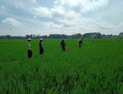 Selain Bantu Penyemprotan, Babinsa Ikut Pemantauan Hama Padi di Sawah Petani