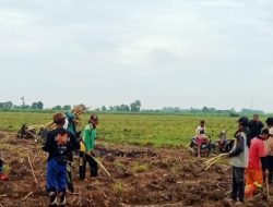 Majalengka Dukung Program Bongkar Ratoon Tebu untuk Swasembada Gula Nasional.