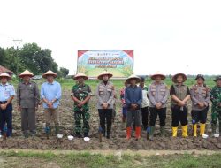 Kapolres Majalengka Bersama Forkopimcam dan Masyarakat Laksanakan Penanaman Jagung Serentak di Jatiwangi 