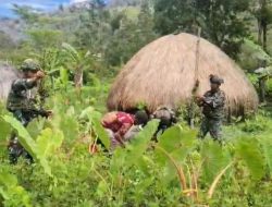 Memanen Hasil Kebun Satgas Yonif 521/DY Bersama Warga dalam Kegiatan Komsos di Distrik Kurima