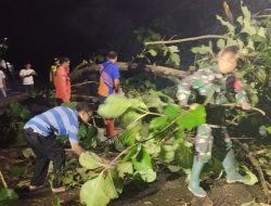 Pohon Tumbang Tutup Jalan Simo–Klego, Babinsa dan Warga Bergerak Cepat Selamatkan Akses