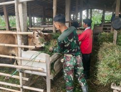 ‎Kisah Hangat Satgas TMMD Memberi Pakan Demi Sapi Tetap Sehat