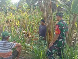 Dekat dengan Petani, Babinsa Koramil Juwangi Perkuat Ketahanan Pangan