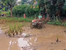 Antisipasi Kemarau Lebih Awal, Petani Majalengka Didorong Tanam Lebih Cepat