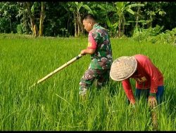 Hama Gulma Jadi Perhatian Khusus, Babinsa Dampingi Petani Lakukan Pembersihan Lahan 