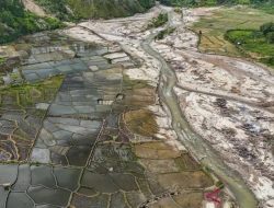 Ribuan Hektare Sawah Terdampak Bencana Mulai Ditanami Kembali
