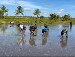 Dansatgas Yonif 123/Rajawali Dorong Ketahanan Pangan, Pos Kimaam Tanam Padi Bersama Warga Distrik Kimaam
