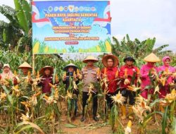 Panen Raya Jagung Serentak Kuartal II Tahun 2026 di Geragai, Wujud Nyata Dukungan Swasembada Pangan Nasional