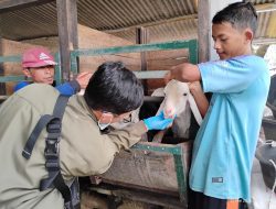 Kawal Keamanan Daging Kurban, DKP3 Majalengka Terjunkan Petugas ke 26 Kecamatan.