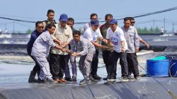 Presiden Prabowo Panen Raya Udang Vannamei di BUBK Kebumen