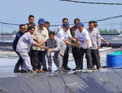Presiden Prabowo Panen Raya Udang Vannamei di BUBK Kebumen