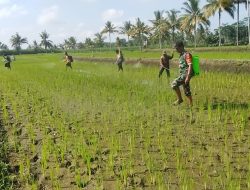 Pemkab Lumajang Perkuat GERDAL, Pengendalian Hama WBC Berbasis Data