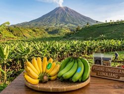Di Balik Pisang Mas Kirana, Ada Potensi Tersembunyi yang Mulai Dilirik Peneliti