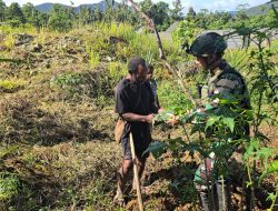 Perkuat Ketahanan Pangan Papua, Satgas Yonif 521/DY Bagikan Bibit Gratis dan Bantu Warga Berkebun di Kampung Benawa