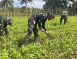 Satgas Yonif 123/Rajawali Wujudkan Ketahanan Pangan di Pedalaman Papua Selatan