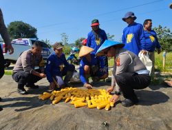 Bukan Menilang, Polantas Majalengka Kini Sibuk Panen Jagung Bersama Petani