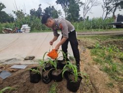 Dukung Swasembada Pangan 2026, Satlantas Polres Majalengka Tanam Jagung di Lahan Pertanian Desa Pancurendang Tonggoh.