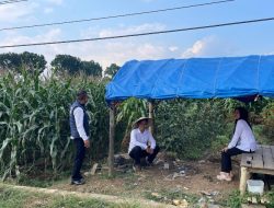 IPDA Dodo Suhada Beserta Anggota Sat Narkoba Polres Majalengka, Laksanakan Pengecekan Ladang Jagung di Sindangkasih