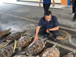 Polda Bali Gagalkan Perdagangan Ilegal 21 Penyu Hijau di Perairan Buleleng