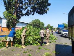 Sinergi Tanggap Bencana, Personel Polsek Kasokandel Bersama Satpol PP dan Warga Evakuasi Pohon Tumbang di Jalan Raya Cirebon-Bandung
