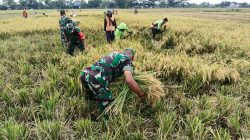 Babinsa Kawal Panen, Petani Plosokerep Optimistis Produktivitas Padi Tetap Terjaga