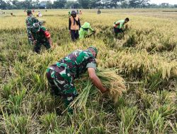 Babinsa Kawal Panen, Petani Plosokerep Optimistis Produktivitas Padi Tetap Terjaga